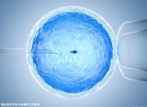 单身试管供卵服务公司